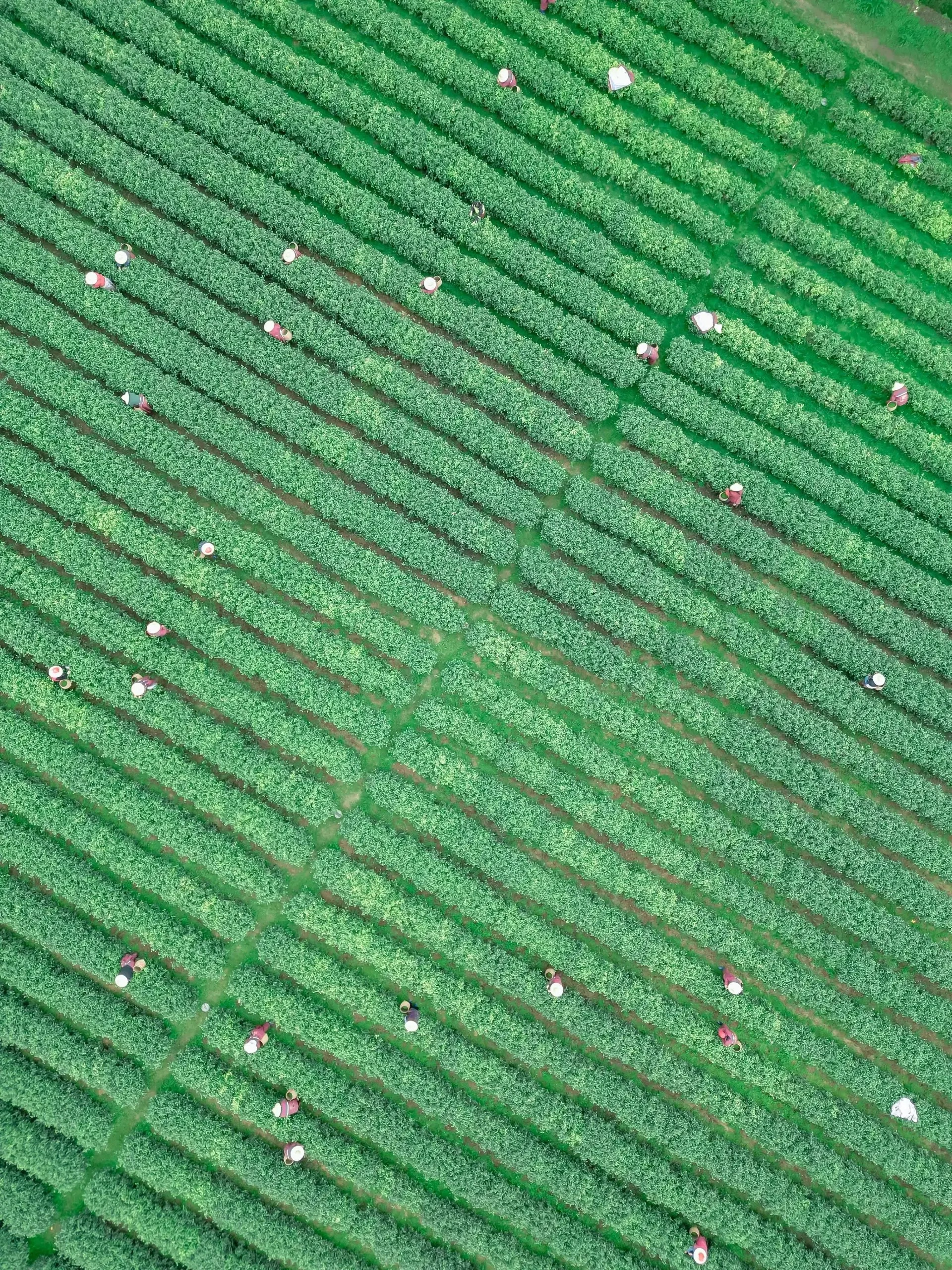 茶田